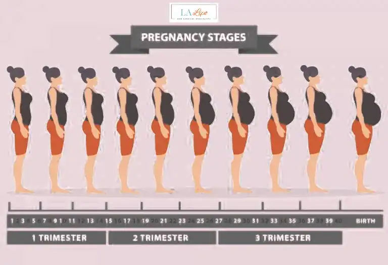 First Trimester (Weeks 1–12): Early Changes You Might Not Notice Holmes Chapel